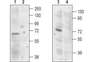 Western blot analysis of rat kidney (lanes 1 and 2) and HEK-293 cells (lanes 3 and 4) lysates: - 1,3. (MCOLN1 anticorps  (Cytoplasmic Domain, Intracellular))