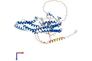 AlphaFold protein structure predicition of Mouse Recombinant Best1 Protein, UniprotID O88870