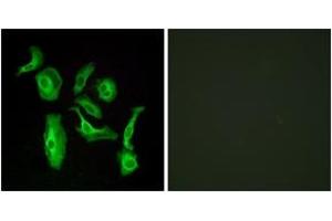 Immunofluorescence analysis of HeLa cells, using GPR133 Antibody. (G Protein-Coupled Receptor 133 anticorps  (AA 461-510))