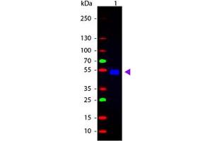 Image no. 1 for Goat anti-Rat IgG (Whole Molecule) antibody (FITC) (ABIN300920) (Chèvre anti-Rat IgG (Whole Molecule) Anticorps (FITC))