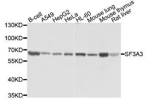Western blot analysis of extracts of various cell lines, using SF3A3 antibody. (SF3A3 anticorps  (AA 292-501))