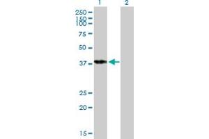 Western Blot analysis of POU4F3 expression in transfected 293T cell line by POU4F3 MaxPab polyclonal antibody.