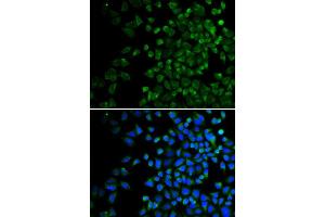 Immunofluorescence (IF) image for anti-BCL2-Antagonist/killer 1 (BAK1) (AA 62-112) antibody (ABIN3020677)