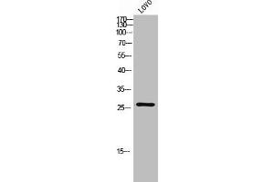 Western Blot analysis of LOVO cells using C/EBP δ/ε Polyclonal Antibody (CEBPD anticorps  (C-Term))