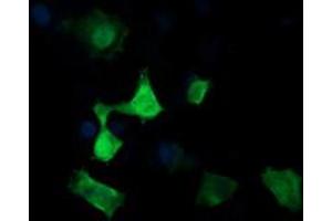 Image no. 2 for anti-Mitogen-Activated Protein Kinase Kinase 3 (MAP2K3) antibody (ABIN1499398)