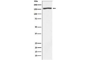 Western blot analysis of Nidogen 1 expression in Human fetal heart lysate.