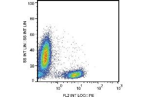 Surface staining of human peripheral blood leukocytes with anti-human CD28 (CD28.