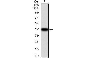 Western blot analysis using RAD50 mAb against human RAD50 (AA: 228-359) recombinant protein.