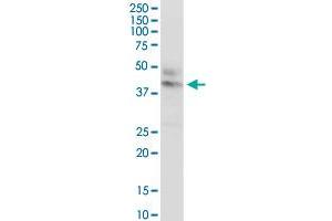 CTNS MaxPab rabbit polyclonal antibody.