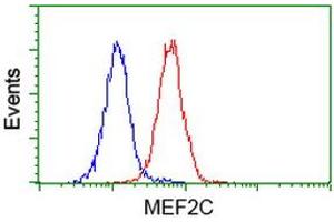 Image no. 2 for anti-Myocyte Enhancer Factor 2C (MEF2C) antibody (ABIN1499364) (MEF2C anticorps)