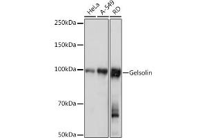 Western blot analysis of extracts of various cell lines, using Gelsolin Rabbit mAb (ABIN7267364) at 1:1000 dilution. (Gelsolin anticorps)