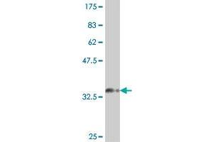 Western Blot detection against Immunogen (37 KDa) .