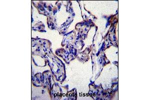 FASN Antibody (Center) (ABIN391654 and ABIN2841563) immunohistochemistry analysis in formalin fixed and paraffin embedded human placenta tissue followed by peroxidase conjugation of the secondary antibody and DAB staining. (Fatty Acid Synthase anticorps  (AA 942-973))