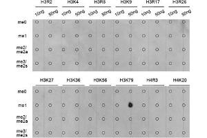 Dot Blot (DB) image for anti-Histone H3 (H3) (H3K79me) antibody (ABIN3023272) (Histone 3 anticorps  (H3K79me))