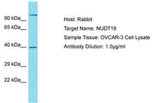NUDT19 anticorps  (AA 89-138)