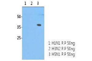 anti-Influenza Hemagglutinin HA1 Chain antibody (Influenza A Virus H5N1) (AA 17-338)
