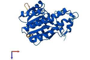AlphaFold protein structure predicition of Human Recombinant HSD17B8 Protein, UniprotID Q92506