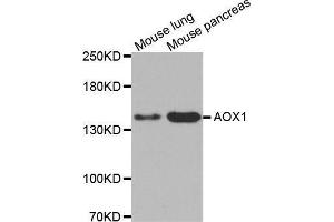 Western blot analysis of extracts of various cell lines, using AOX1 antibody. (AOX1 anticorps  (AA 340-590))