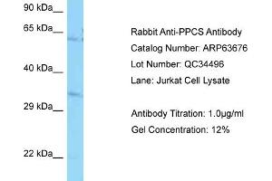 Western Blotting (WB) image for anti-Phosphopantothenoylcysteine Synthetase (PPCS) (N-Term) antibody (ABIN971436) (PPCS anticorps  (N-Term))