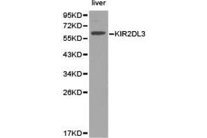 Western Blotting (WB) image for anti-Killer Cell Immunoglobulin-Like Receptor, Two Domains, Long Cytoplasmic Tail, 3 (KIR2DL3) antibody (ABIN1873416)