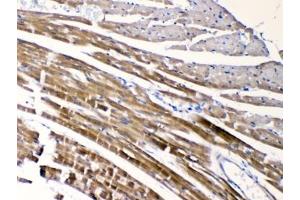 IHC testing of FFPE mouse heart tissue with CHRNA5 antibody at 1ug/ml.