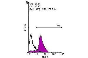 anti-POU Class 5 Homeobox 1 (POU5F1) antibody
