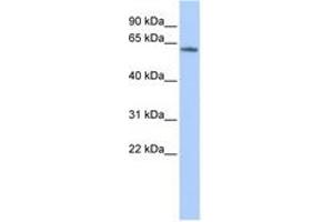 Image no. 1 for anti-Potassium Voltage-Gated Channel, Subfamily G, Member 4 (Kcng4) (AA 144-193) antibody (ABIN6740427) (KCNG4 anticorps  (AA 144-193))