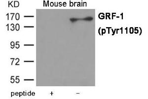 Western blot analysis of extracts from Mouse brain tissue using GRF-1 (Phospho-Tyr1105) Antibody.