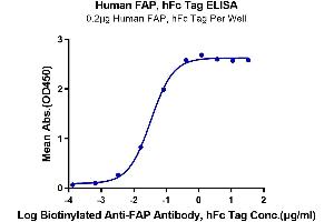 Immobilized Human FAP, hFc Tag at 2 μg/mL (100 μL/Well) on the plate. (FAP Protein (AA 26-760) (Fc Tag))