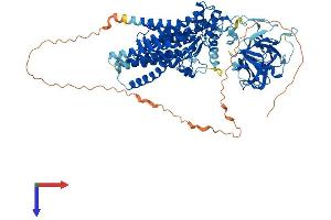 AlphaFold protein structure predicition of Mouse Recombinant Pomt2 Protein, UniprotID Q8BGQ4