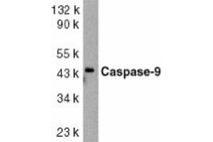 Image no. 1 for anti-Caspase 9, Apoptosis-Related Cysteine Peptidase (CASP9) (AA 41-56) antibody (ABIN201919) (Caspase 9 anticorps  (AA 41-56))