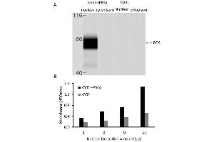 Transcription factor assay of c-FOS from nuclear extracts of K562 cells or K562 cells treated with PMA (50 ng/ml) for 3 hr.