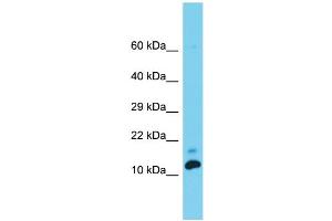 Host: Rabbit  Target Name: Med31  Sample Tissue: Rat Testis lysates  Antibody Dilution: 1. (MED31 anticorps  (C-Term))
