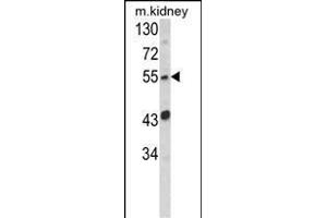 Western blot analysis of SIL1 Antibody (Center) (ABIN652450 and ABIN2842305) in mouse kidney tissue lysates (35 μg/lane). (SIL1 anticorps  (AA 99-126))