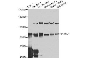 Western blot analysis of extracts of various cell lines, using PIWIL1 antibody (ABIN5974452) at 1/1000 dilution. (PIWIL1 anticorps)