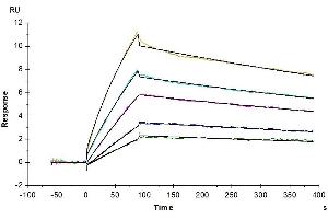 Human APOE4, hFc Tag captured on CM5 Chip via Protein A can bind Human LILRB4, His Tag with an affinity constant of 11.