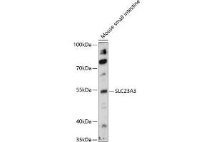 Western blot analysis of extracts of mouse small intestine, using SLC23 antibody (ABIN7270424) at 1:1000 dilution.
