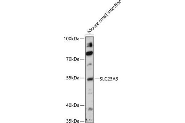 SLC23A3 anticorps  (AA 394-493)