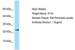 Image no. 1 for anti-Interleukin 17B (IL17B) (N-Term) antibody (ABIN6749875) (IL17B anticorps  (N-Term))