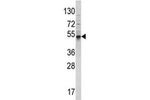 Western blot analysis of BMP3 antibody and 293 lysate.