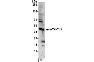 Western Blotting (WB) image for anti-Ataxin 7-Like 3 (ATXN7L3) (AA 297-347) antibody (ABIN7452924)