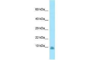 WB Suggested Anti-Gng13 Antibody Titration: 1.