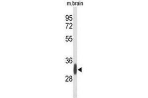 Western blot analysis of GPM6A Antibody (C-term) in mouse brain tissue lysates (35µg/lane). (GPM6A anticorps  (C-Term))