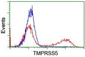Image no. 2 for anti-Transmembrane Protease, serine 5 (TMPRSS5) antibody (ABIN1501447) (TMPRSS5 anticorps)