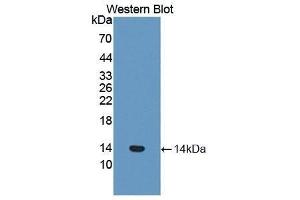 Western Blotting (WB) image for anti-Coagulation Factor VII (F7) (AA 315-433) antibody (ABIN1858762) (Factor VII anticorps  (AA 315-433))