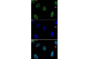 Histone H3K4me2 antibody (mAb) tested by immunofluorescence.
