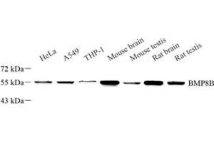 Western blot analysis of BMP8B (ABIN7073217) at dilution of 1: 500 (BMP8B anticorps)