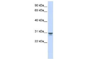 FFAR1 antibody (70R-10510) used at 0. (FFAR1 anticorps  (N-Term))