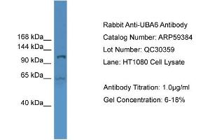 WB Suggested Anti-UBA6  Antibody Titration: 0. (UBA6 anticorps  (Middle Region))