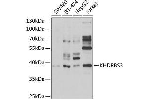 Western blot analysis of extracts of various cell lines, using KHDRBS3 antibody (ABIN6131841, ABIN6142833, ABIN6142834 and ABIN6222332) at 1:1000 dilution. (KHDRBS3 anticorps  (AA 177-346))